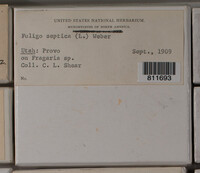 Fuligo septica image